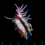 album image Calling For A Sign Evolve